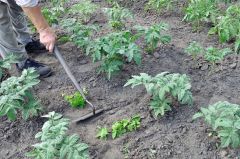 hoeing-the-tomato-plantation-in-the-vegetable-garden-Stock-Photo